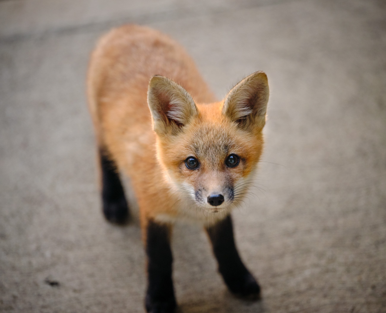 Fox, Red Fox, Kits, Pups, Urban Wildlife, Chicago, Illinois